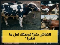 عاجل قبل العيد: رئيس القصابين يكشف أسعار الخراف والأبقار الرسمية 2026… هل تستغل الفرصة أو تخسر؟