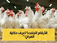 عاجل: أسعار الدواجن اليوم تثير صدمة في الأسواق - هل يمكنك شراء الفراخ بهذه الأرقام؟