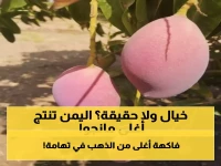 يصل سعرها عالميا إلى 1000 دولار للكيلو: مزارعون يمنيون يحتفلون بنجاح زراعة فاكهة المانجو النادرة "بيض الشمس" في تهامة!