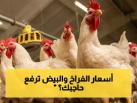 عاجل: أسعار الدواجن تعلن رسمياً.. كم وصل ثمن الفراخ اليوم؟ البعض ارتفع 20% في المحلات.. ورقم صادم للبيض!