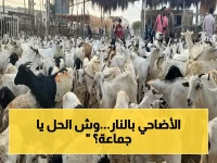 صادم في عدن: أسعار الأضاحي تنفجر إلى 270 ألف ريال… المواطنون يصرخون: "عيد الأضحى أصبح حلمًا"!