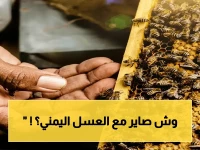 عاجل: تقرير أممي يكشف كارثة العسل في اليمن - الإنتاج انهار 50% و100 ألف عامل مهددون بالخطر!