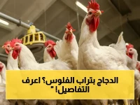 عاجل: أسعار الفراخ تنهار اليوم.. انخفاض صادم في المزارع والمحلات - هل حقاً نزلت الأسعار؟!