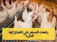 صادم: أسعار الفراخ تخطت الـ90 جنيهاً للكيلو في الأسواق… كيف تتعامل مع هذه القفزة الجنونية؟