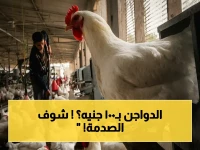 صرخة في الأسواق: أسعار الدواجن تنفجر.. هل تصل الفراخ البيضاء لـ 100 جنيه قريباً؟ (شاهد الأرقام الصادمة)
