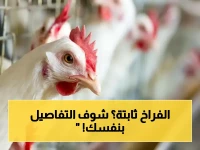 عاجل: قرار حكومي يُبقي أسعار الفراخ.. «الكيلو بكام»؟ تعرف على الأسعار المحددة البيضاء والبلدي والبانيه اليوم