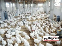 عاجل: رئيس شعبة الدواجن يكشف السر وراء انهيار أسعار الفراخ والبيض… ويحذر من خطر تدمير الصناعة المصرية!