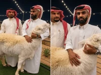 حصري: مربي أغنام يكشف لأول مرة سر سلالة خروف نادر… استغرق تطويرها 14 عاماً - ويوجه تحدياً صادماً للمشككين!